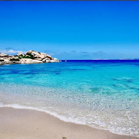 Simbilis Experience Mimose *